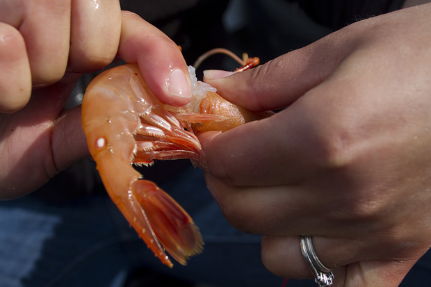 How to Clean Spot Prawns